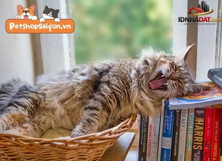 Cách giữ nhà luôn sạch sẽ khi nuôi chó mèo