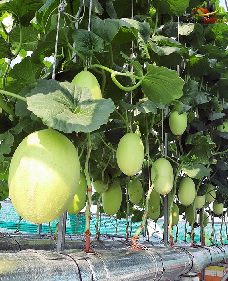 Thu hoạch 3 tạ dưa từ vườn trên mái tôn - Ảnh 6. Thu hoạch 3 tạ dưa từ vườn trên mái tôn - Ảnh 6.