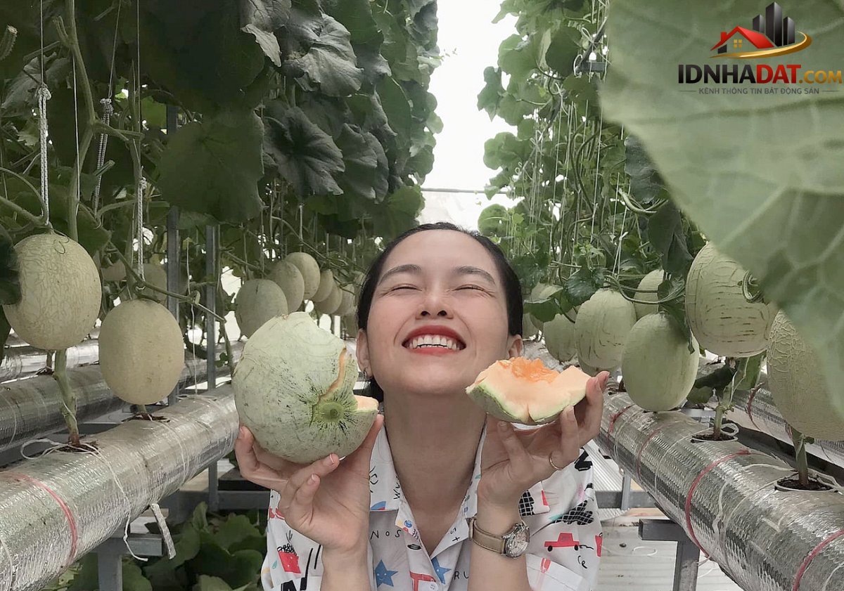Thu hoạch 3 tạ dưa từ vườn trên mái tôn - Ảnh 8. Thu hoạch 3 tạ dưa từ vườn trên mái tôn - Ảnh 8.