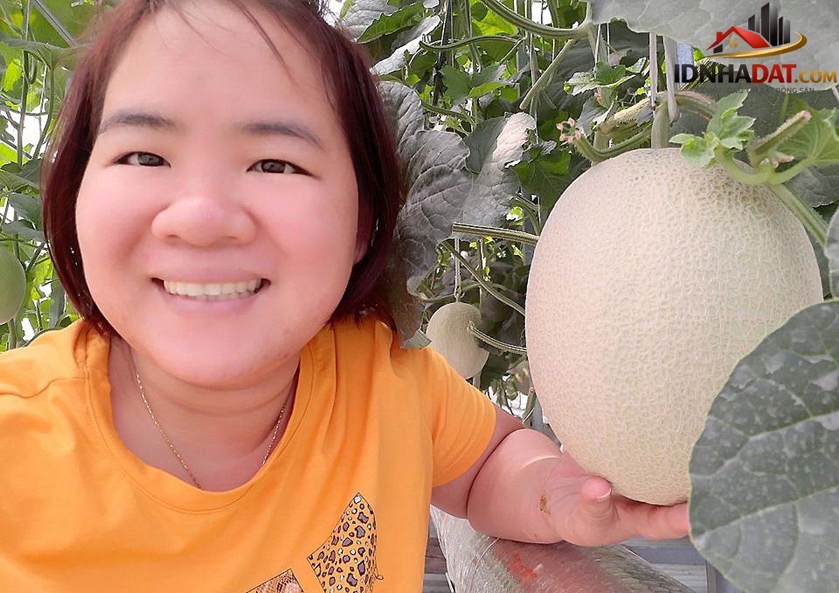 Thu hoạch 3 tạ dưa từ vườn trên mái tôn - Ảnh 9. Thu hoạch 3 tạ dưa từ vườn trên mái tôn - Ảnh 9.