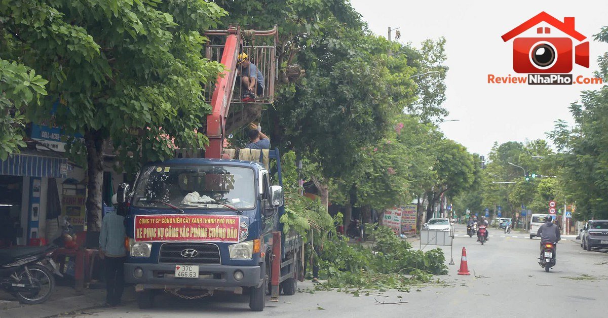 Nghệ An cắt tỉa 5.000 cây xanh đảm bảo an toàn mùa mưa bão