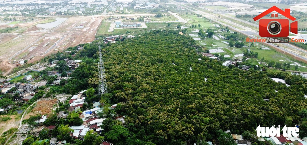 Rừng thiêng độc đáo trong lòng phố Đà Nẵng: Đầu tư 399 tỉ làm hạ tầng, giao thông - Ảnh 1.